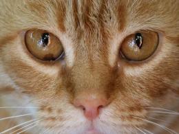 Curious facts about ginger cats