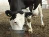 Gåta för uppmärksamhet Vad dricker en ko mjölktest