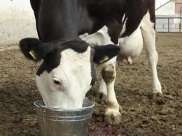 Загадка на внимание Что пьет корова молоко тест