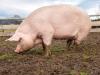 Porc domestique: types, photos et descriptions, caractéristiques de l'élevage à la maison Cochon de compagnie
