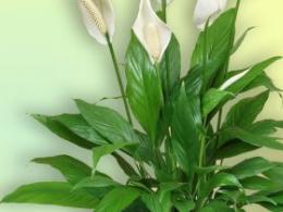 Spathiphyllum: descrizione, coltivazione e cura in casa