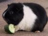 Do you know why a guinea pig is a pig?