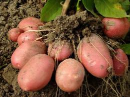 What family do potatoes belong to: description, video and photo