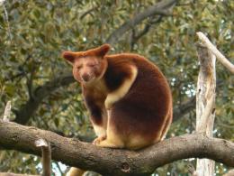 Интересные факты о древесном кенгуру Особенности древесных кенгуру
