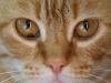 Curious facts about ginger cats