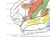 Mushukning anatomiyasi va fiziologiyasi: sezgi organlari