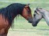 All interesting facts about horses