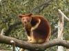 Fakte interesante për kangurët e pemëve Karakteristikat e kangurëve të pemëve
