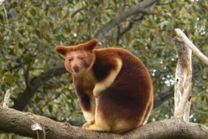 Faits intéressants sur les kangourous arboricoles Caractéristiques des kangourous arboricoles